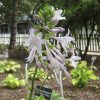Hosta Fragrant Bouquet #1 - Image 2